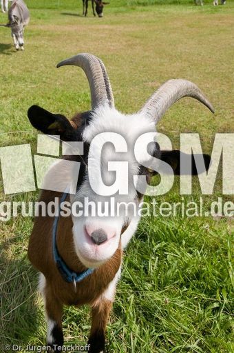 Ziege (14 von 17).jpg